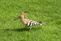 Hoopoe
