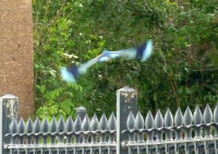 Roller